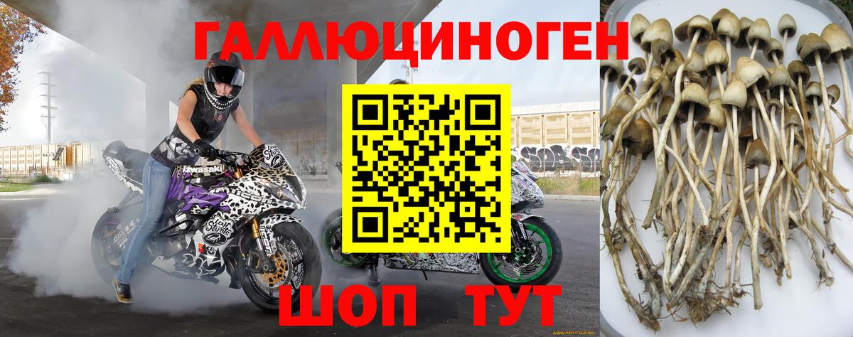 Нижний Новгород  Псилоцибиновые грибы Magic Shrooms  хочу наркоту  Вход с VPN  Псилоцибиновые грибы GOLDEN TEACHER 
